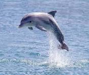 Dolphin